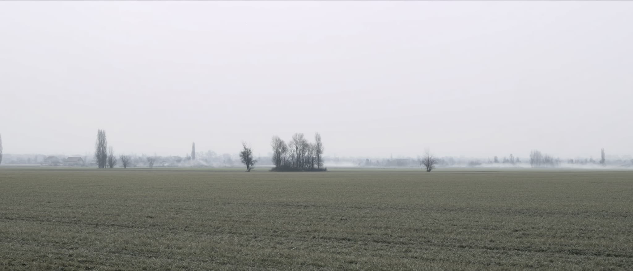 Red topola nad ravnicom, magla pri zemlji